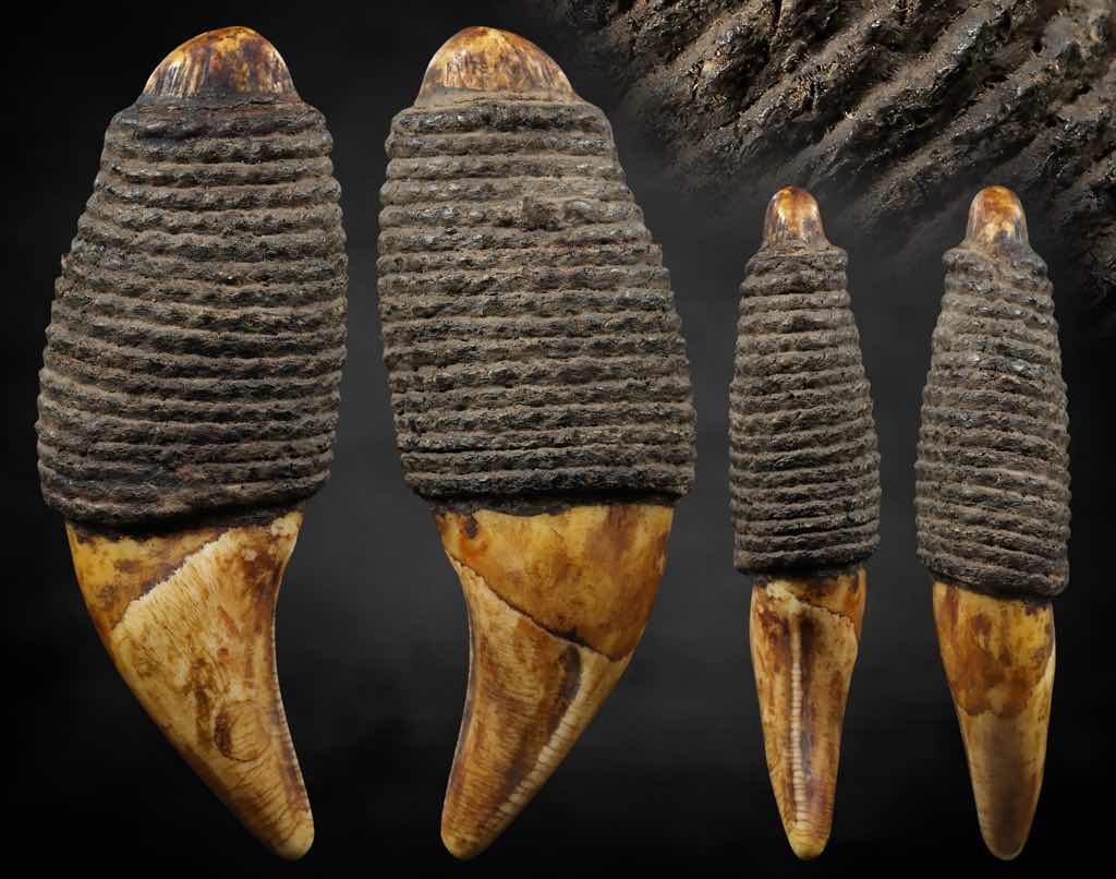 เขี้ยวหมี ความยาว 3นิ้ว ลงรักถักเชือก