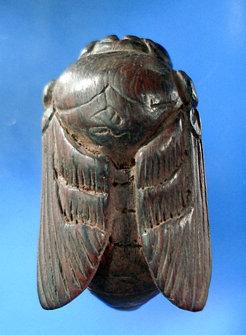 "แมงปู๊" แมลงภู่คำนำทรัพย์เนื้อไม้ดุมเกวียน(ตัวใหญ่ครับประมาณ 3.7 Cm)