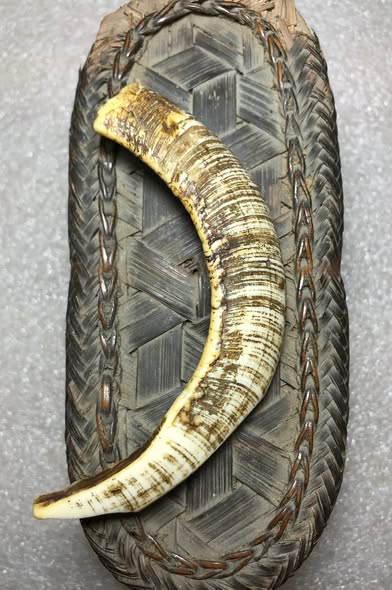 เขี้ยวหมูตันติดมะระเก่าร้อยปี