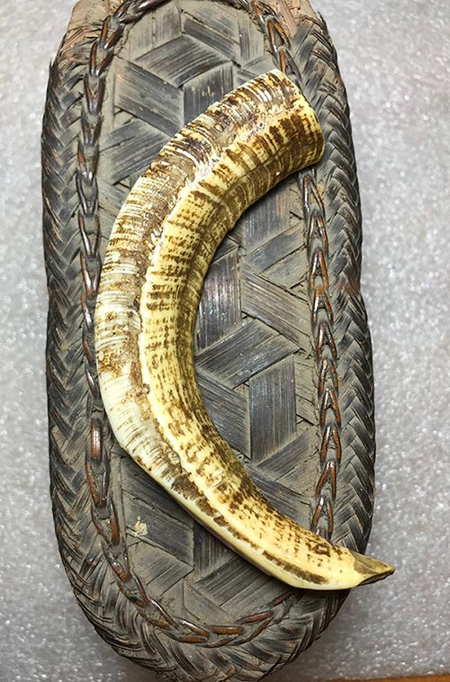 เขี้ยวหมูตันติดมะระเก่าร้อยปี