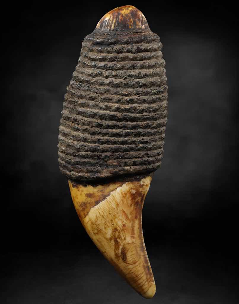 เขี้ยวหมี ความยาว 3นิ้ว ลงรักถักเชือก