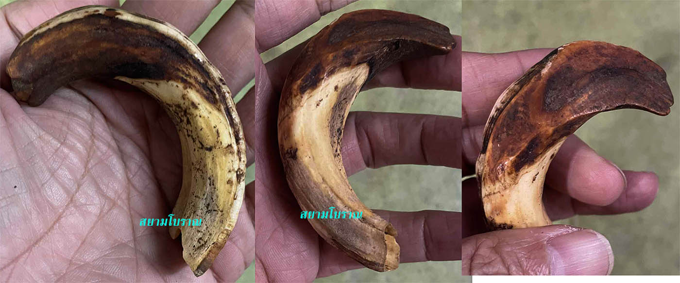 #17829 เขี้ยวหมูป่าเก่า