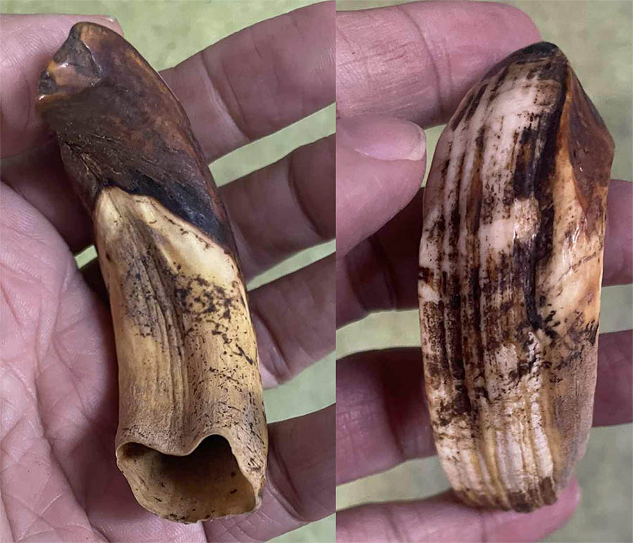 #17829 เขี้ยวหมูป่าเก่า