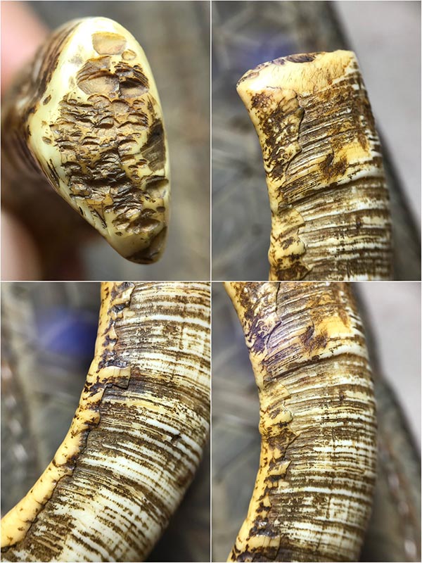 เขี้ยวหมูตันติดมะระเก่าร้อยปี