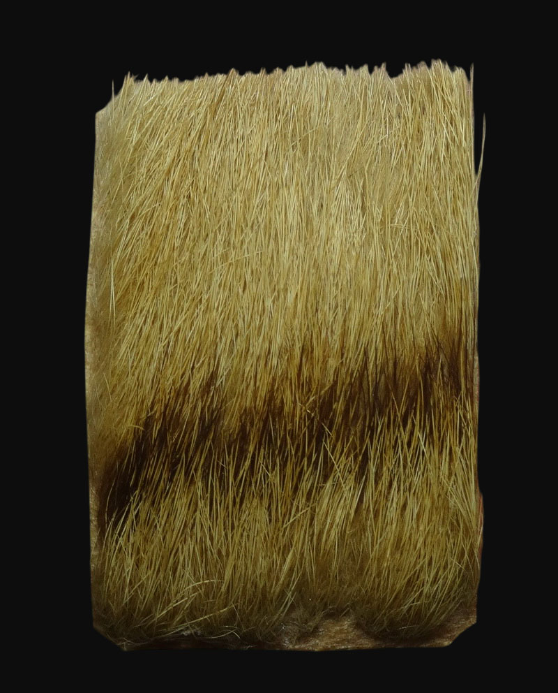 หนังหน้าผากเสือ ของทนสิทธิ์