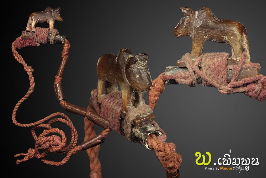 วัวธนูครูบานันตา