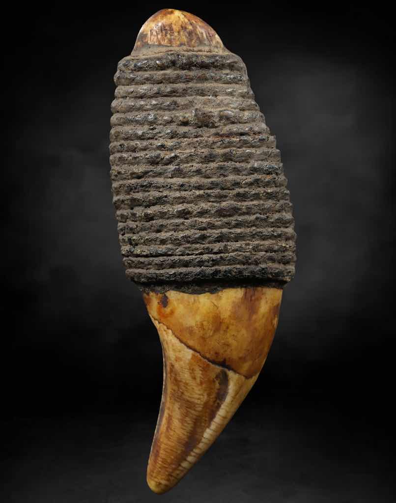 เขี้ยวหมี ความยาว 3นิ้ว ลงรักถักเชือก