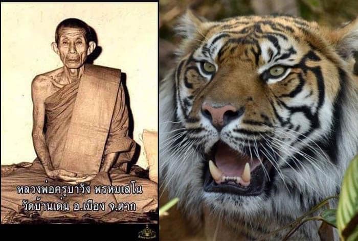 หนังเสือผากเสือครูบาวัง  วัดบ้านเด่น 