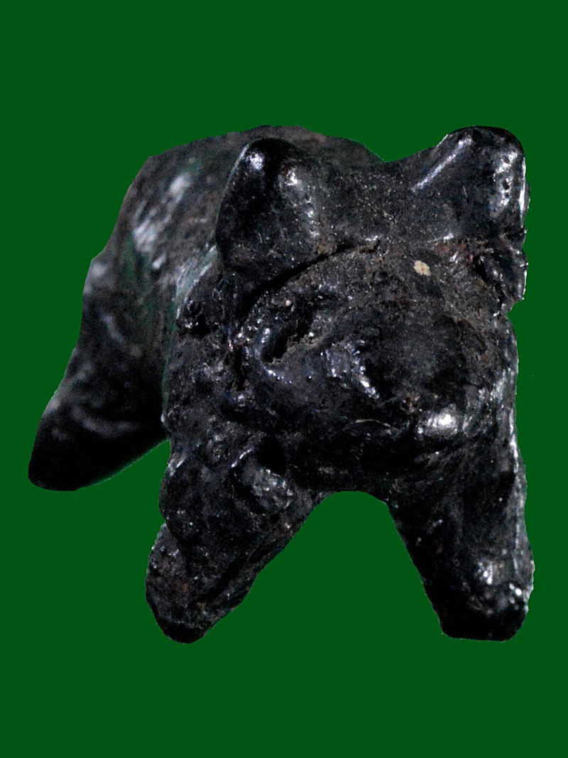 วัวธนูล้านนา เนื้อคลั่งโบราณ